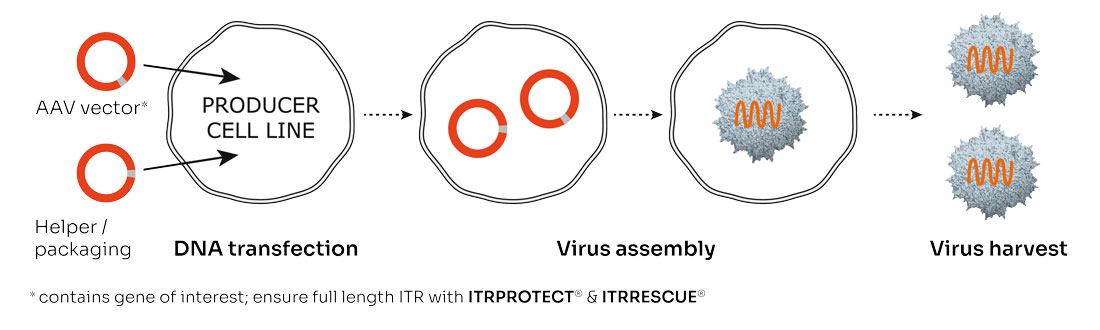 AAV DNA Transfection Virus Assembly Virus harvest