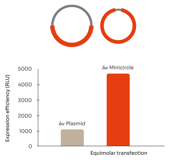 Comparison of expression efficiency between plasmid and minicircle DNA